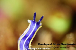 a very small nudibranch, taken with sgma105mm plus INON16... by Henrique Nascimento 